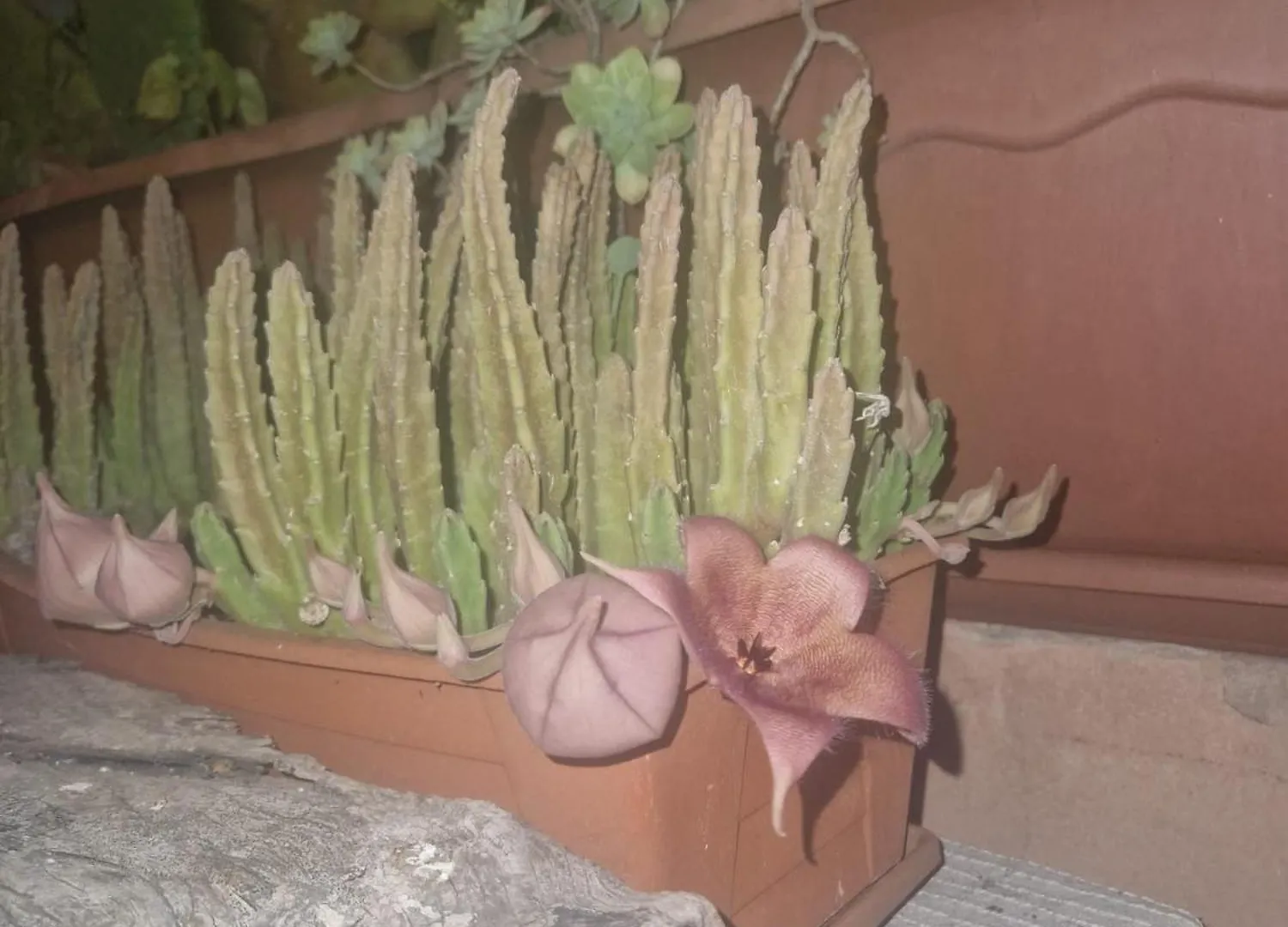 La Casa Di Melina - Home Book & Green Lovely Terrace Pachino 0*,  Italia